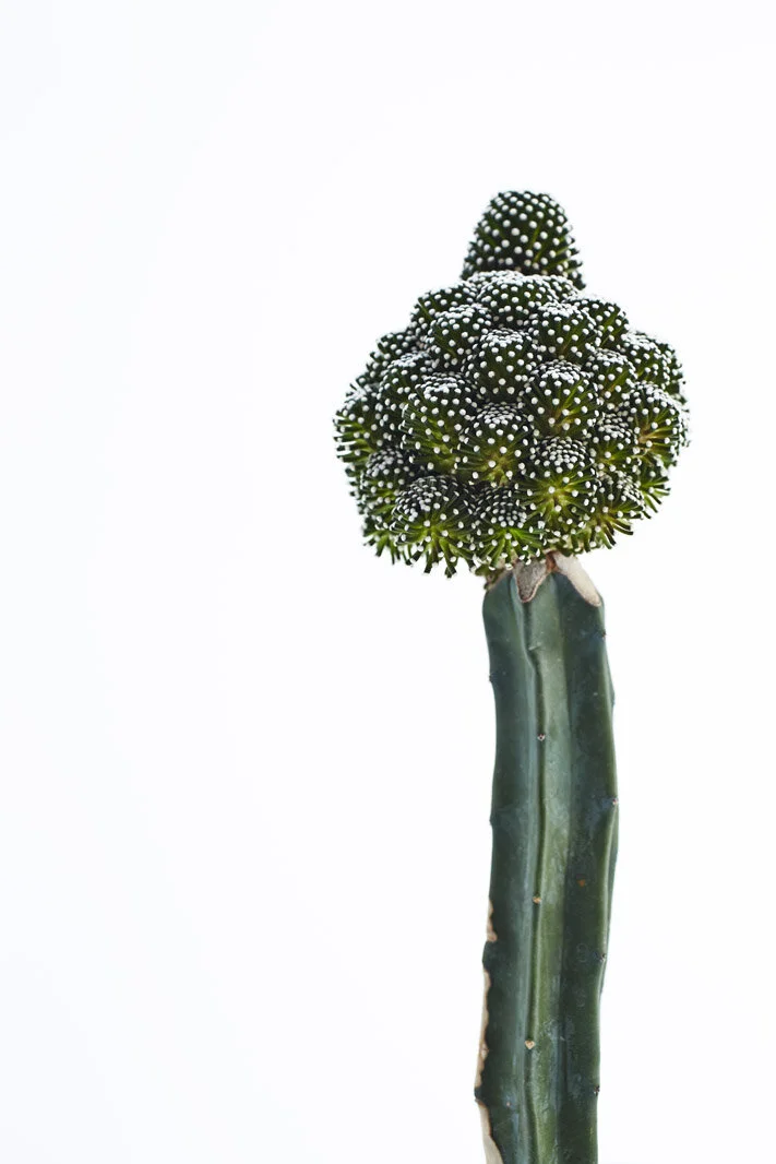Chariots_on_Fire_Cactus_15.jpg