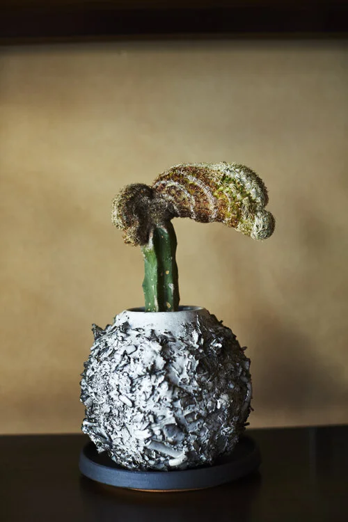 Chariots_on_Fire_Cactus_35.jpg