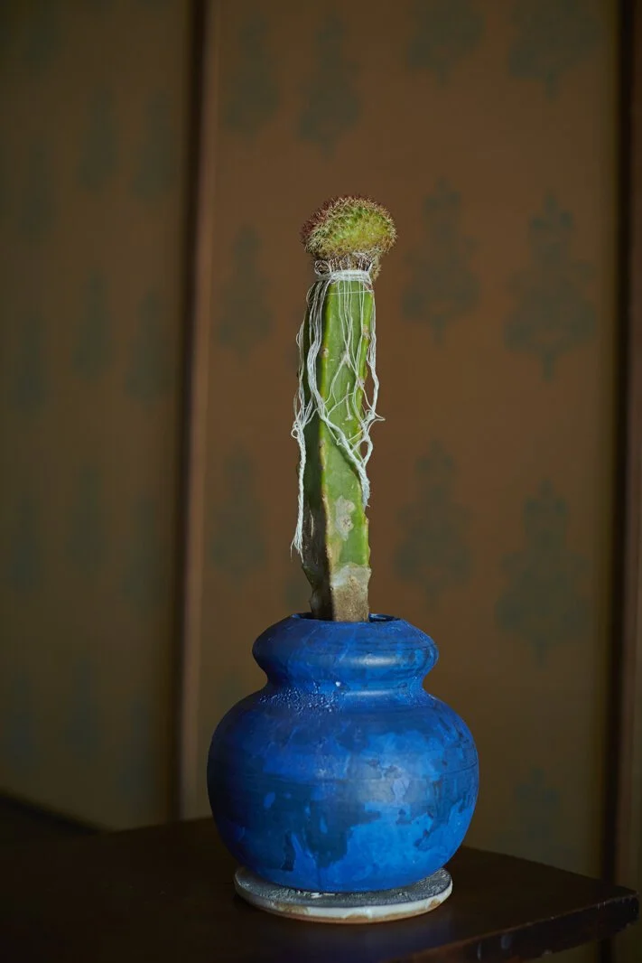 Chariots_on_Fire_Cactus_33.jpg