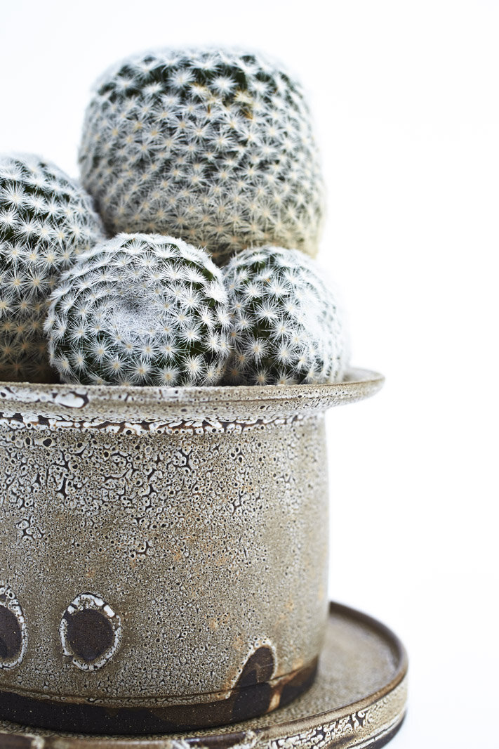 Chariots_on_Fire_Cactus_22.jpg