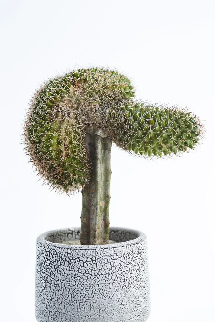 Chariots_on_Fire_Cactus_20.jpg