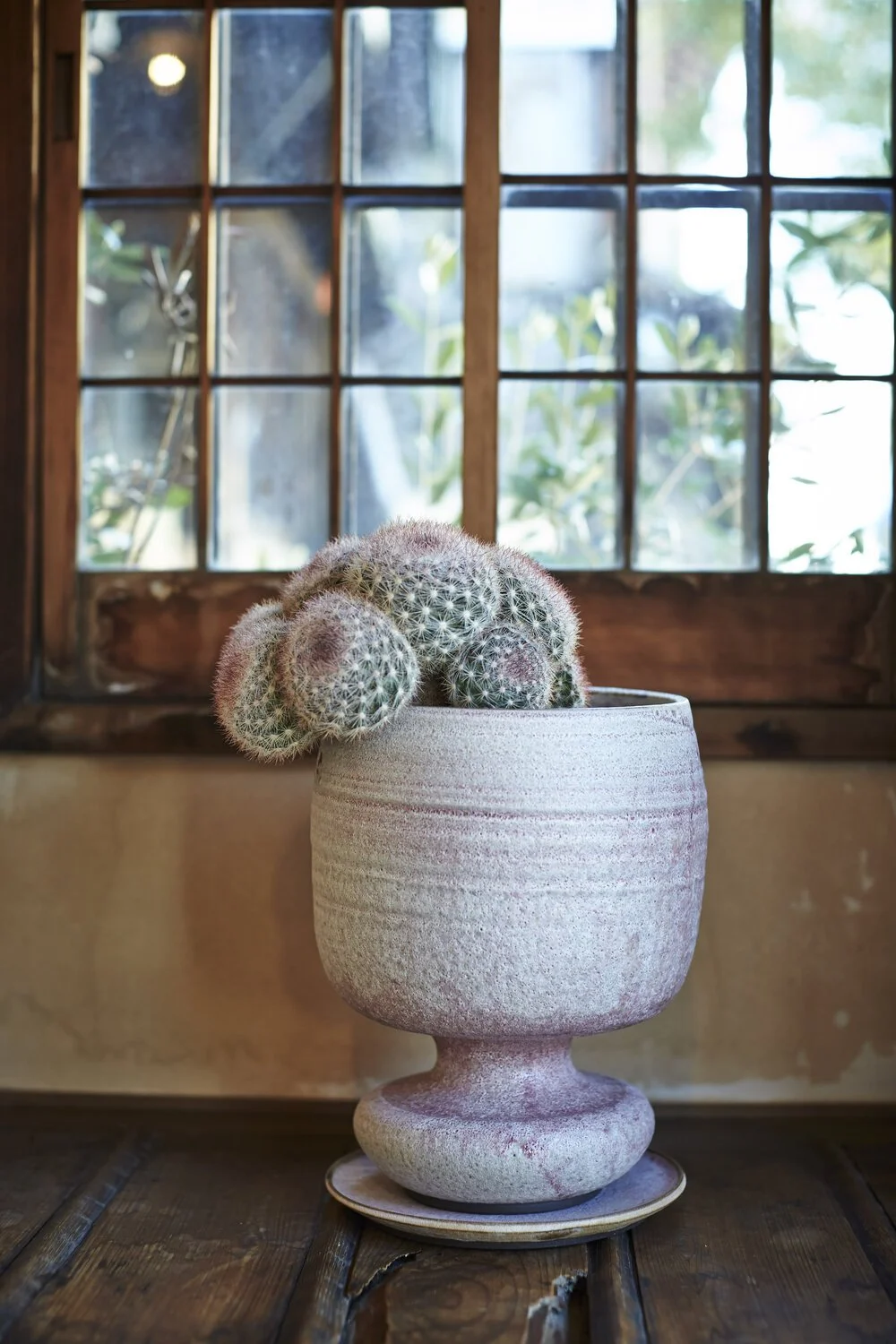 Chariots_on_Fire_Cactus_38.jpg