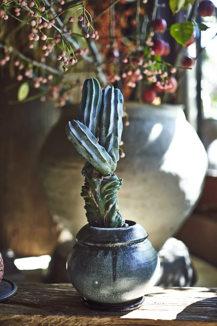 Chariots_on_Fire_Cactus_40.jpg