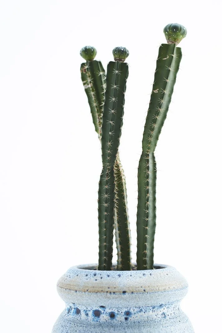 Chariots_on_Fire_Cactus_18.jpg