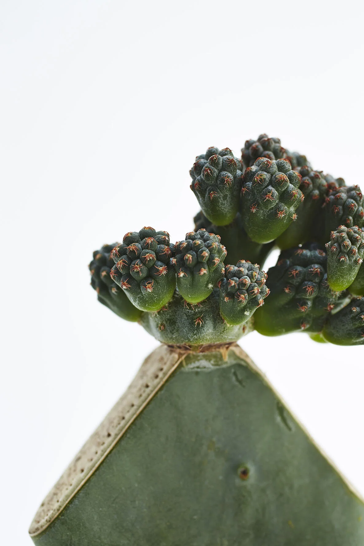 Chariots_on_Fire_Cactus_27_.jpg