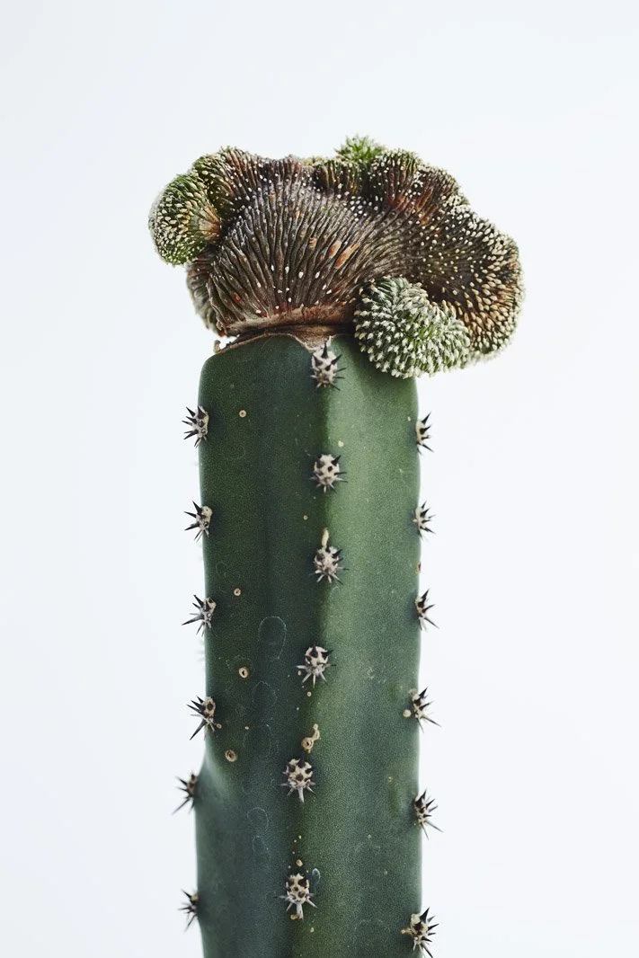 Chariots_on_Fire_Cactus_19.jpg