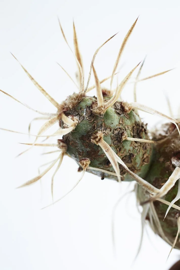 Chariots_on_Fire_Cactus_48.jpg