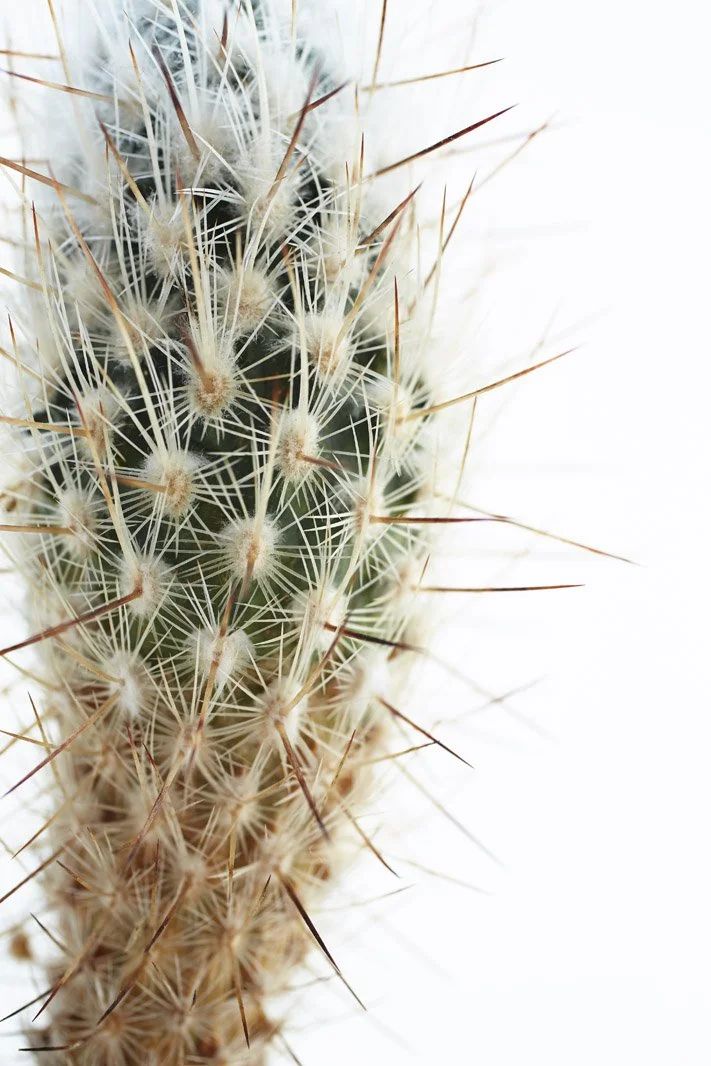 Chariots_on_Fire_Cactus_50.jpg