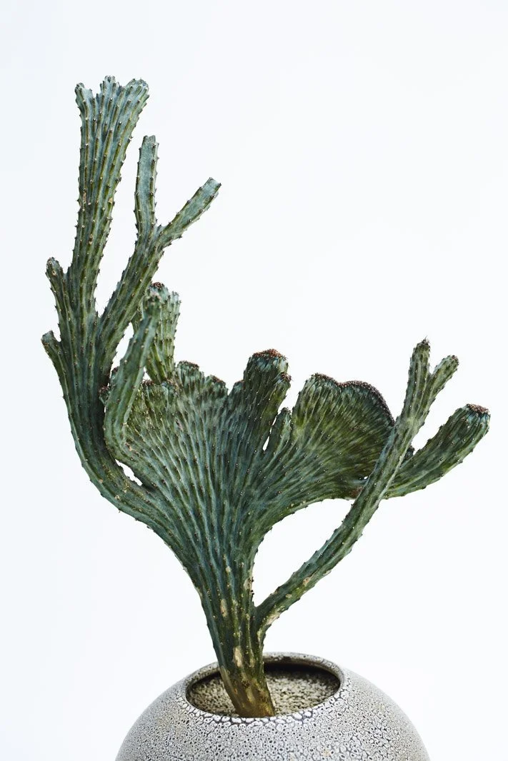 Chariots_on_Fire_Cactus_9.jpg