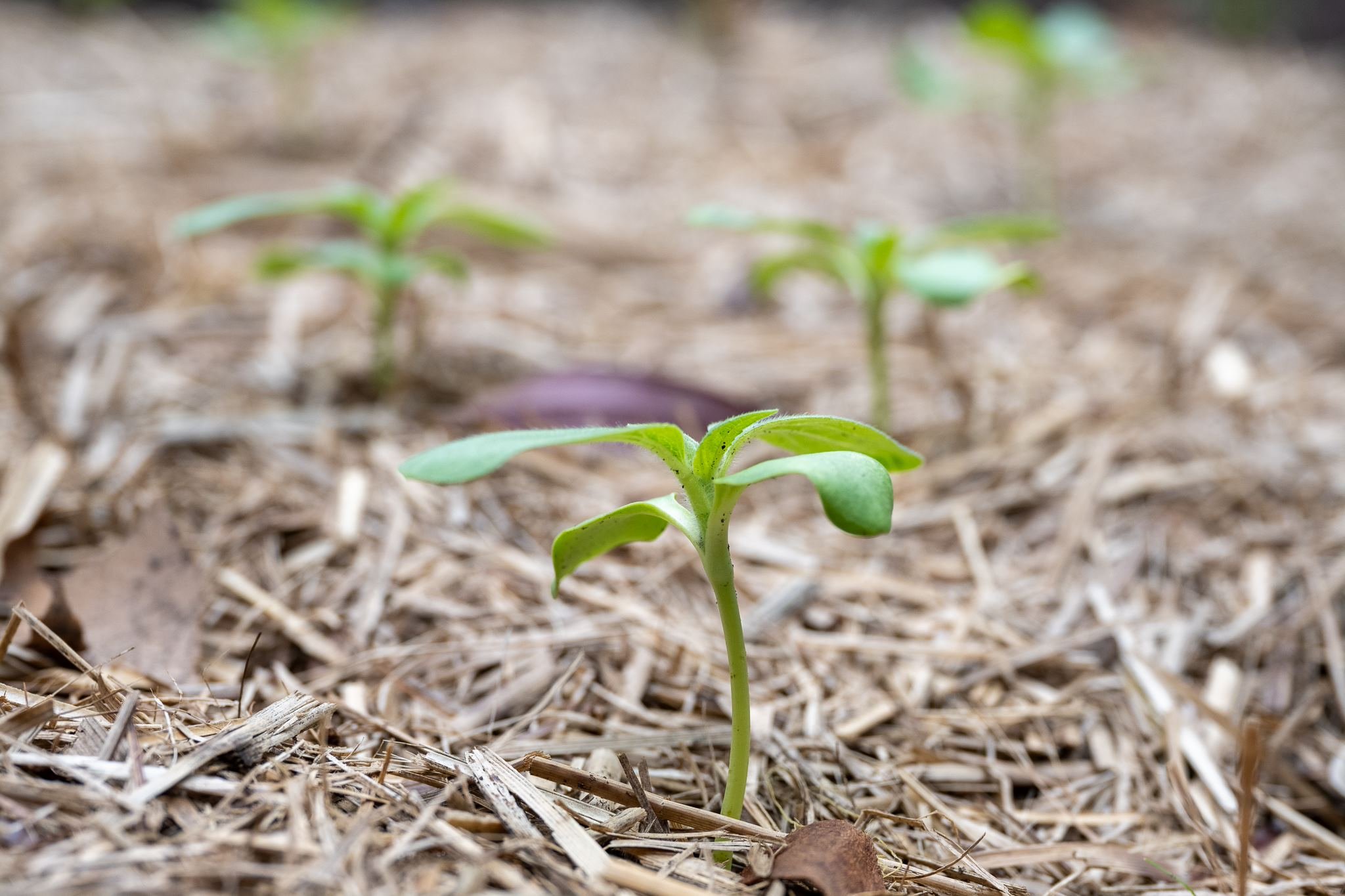 vege garden growth.jpeg