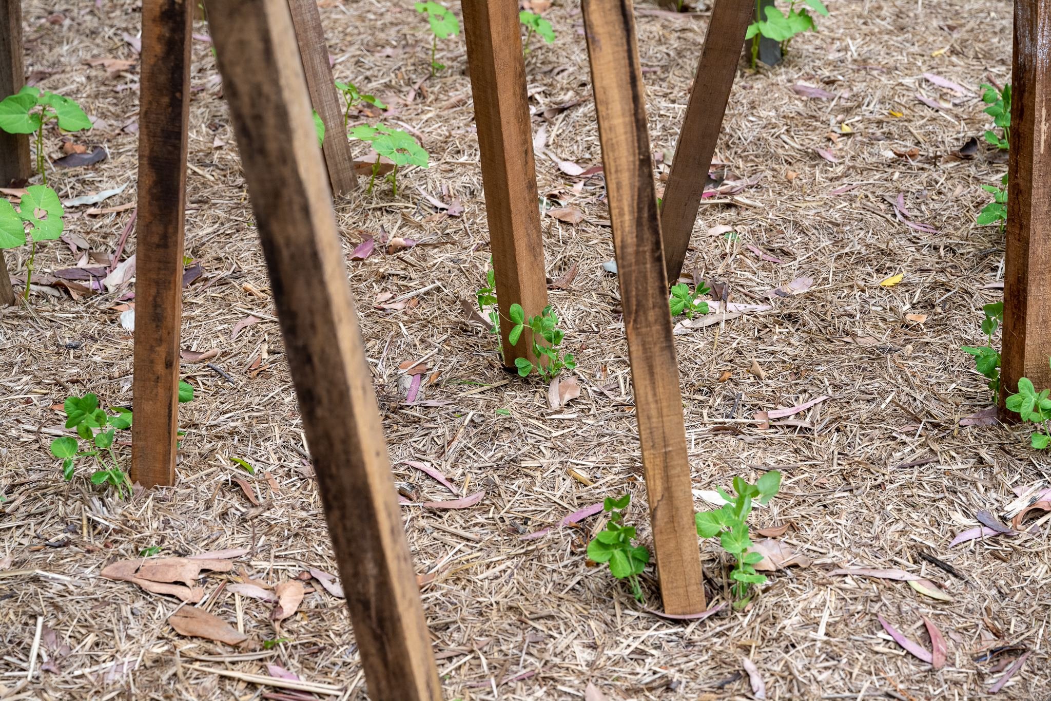 vege garden growth poles.jpeg