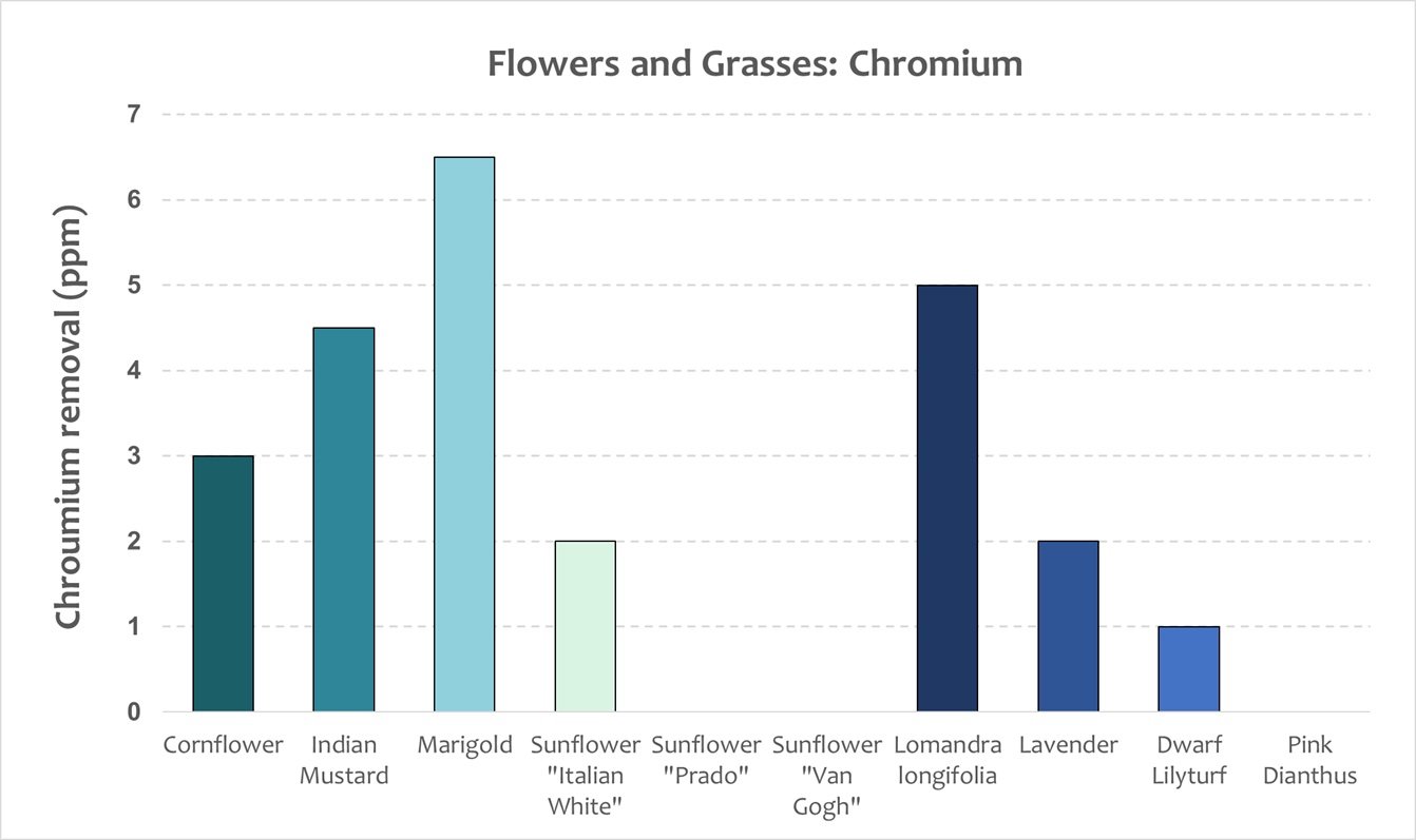 Flowers and grasses - chromium.jpeg