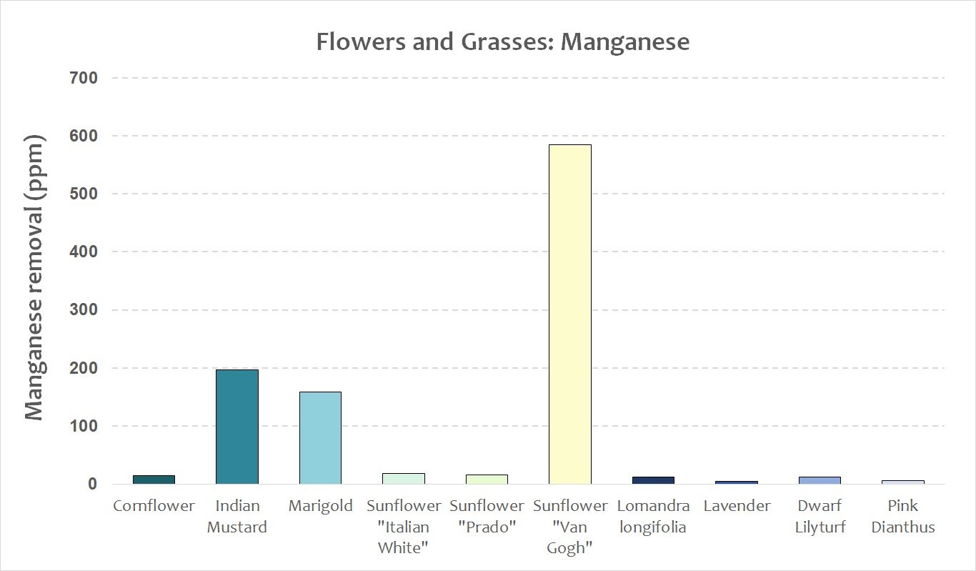 Flowers and grasses - maganese.jpeg