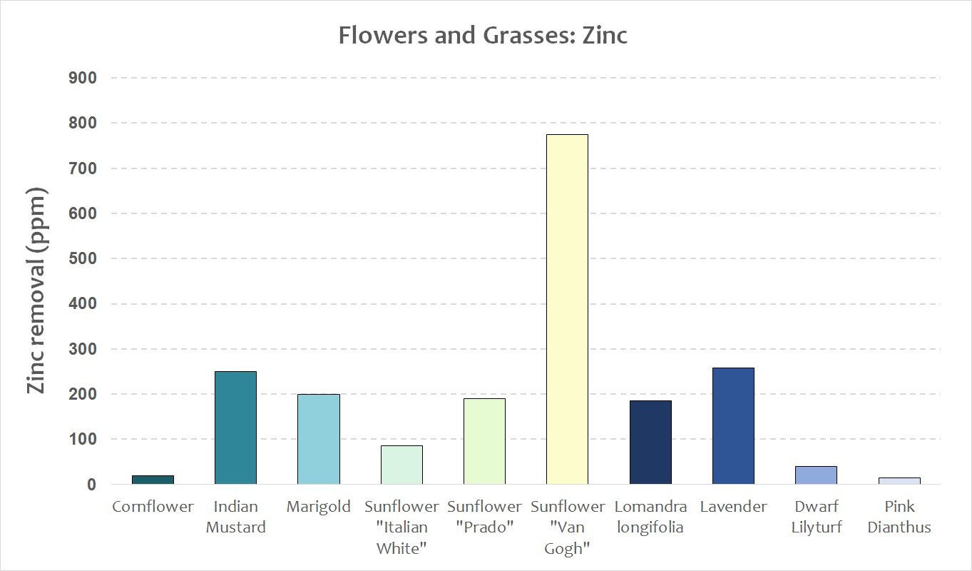 Flowers and grasses - zinc.jpeg