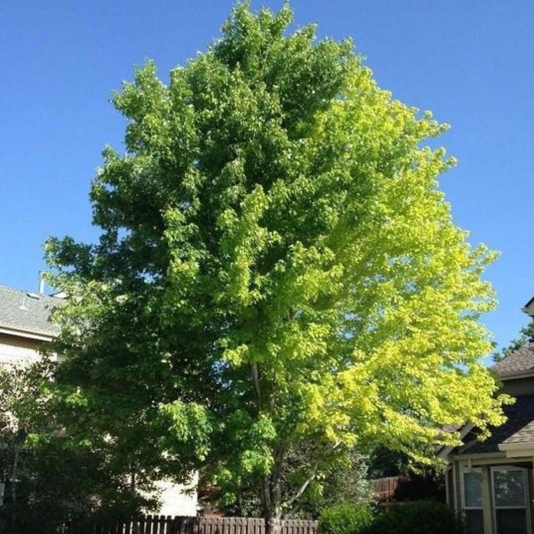 The many shades of the beautiful Autumn Blaze Maple. Available at Swedberg Nursery. Stop by today!