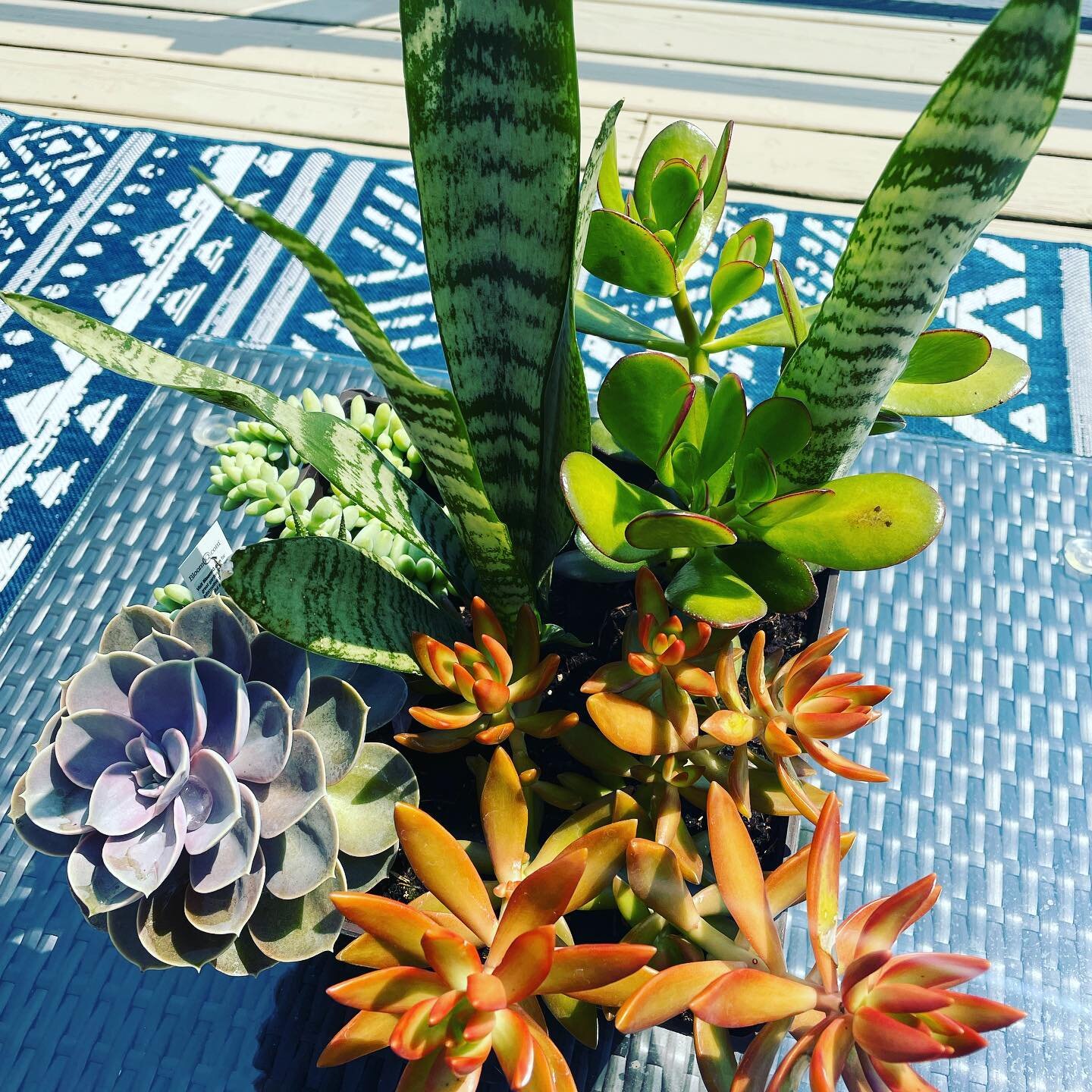 These succulent plants LOVE the heat. They also love dry soil, so let the soil dry completely between watering. This hearty plant will survive all winter indoors in bright indirect light. Find these succulents and more at Swedberg Nursery. 

Open Mon
