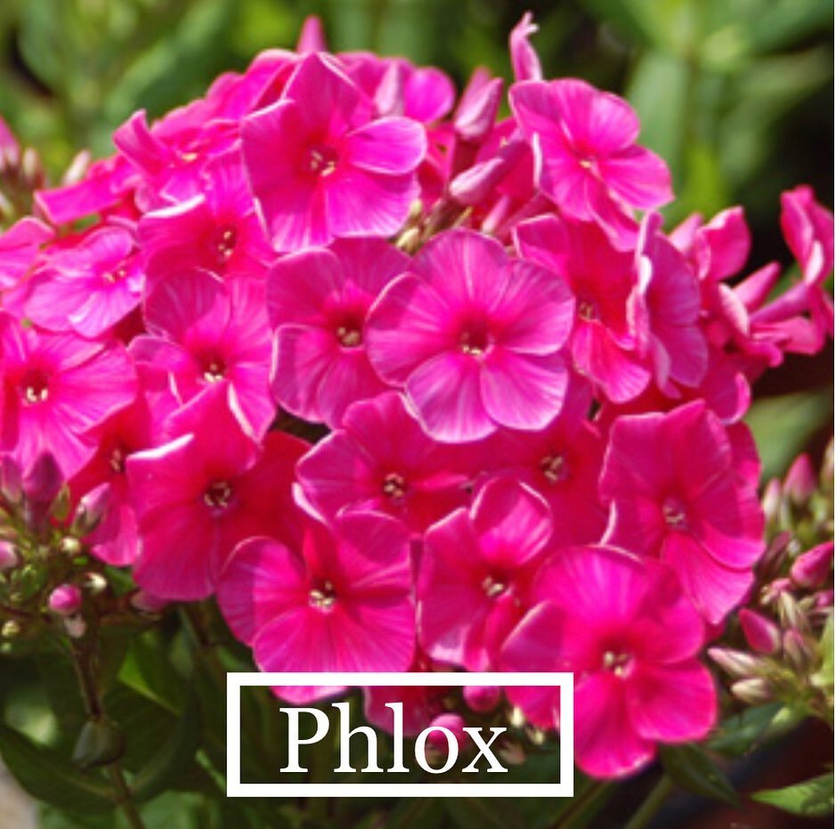This stunner is easy to easy to maintain and comes in bold beautiful colors! Great perennial for your landscape. Open Mon-Fri 9:00-5:00 and Saturday 9:00-3:00