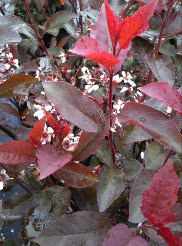 D3144305-9CAD-4500-B423-CBE769CA70E5.jpeg