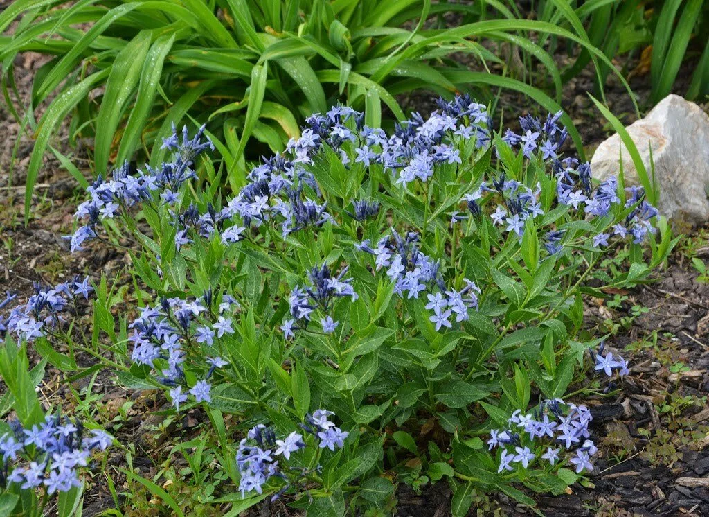 Amsonia-Blue-Ice.jpeg