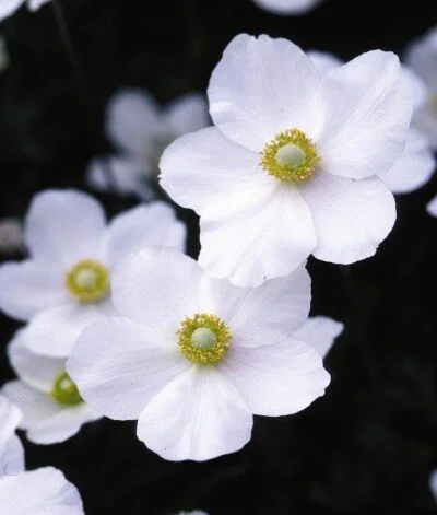 Anemone-Snowdrop.jpeg