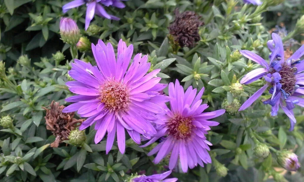 Aster-Purple-Dome-2-1030x618.jpeg