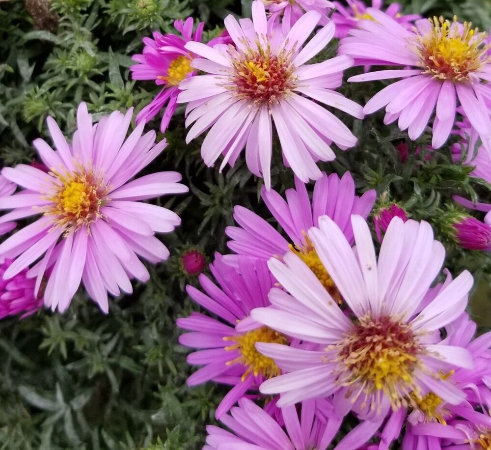 Aster-Woods-Pink-3-e1605640880670-943x1030.jpeg