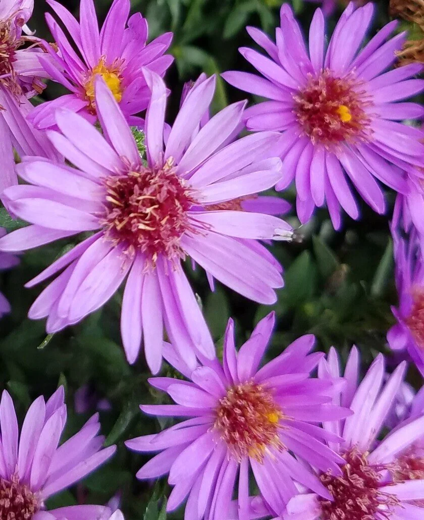 Aster-Woods-Purple-2-e1581706385745-1030x840.jpeg