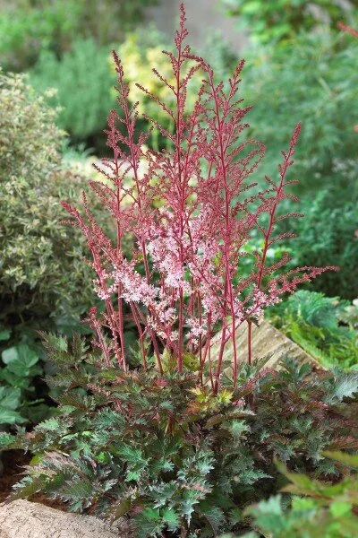 Astilbe-Delft-Lace.jpeg