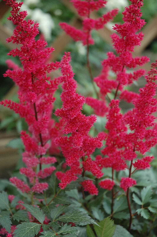 Astilbe-Fanal.jpeg