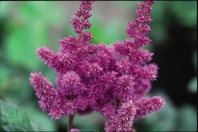 Astilbe-Visions.jpeg