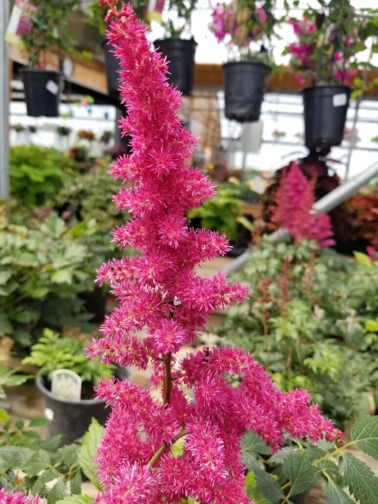 Astilbe-Vision-in-Red-1030x773.jpeg