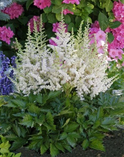 Astilbe-Visions-in-White.jpeg
