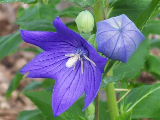 Balloon-Flower.jpeg