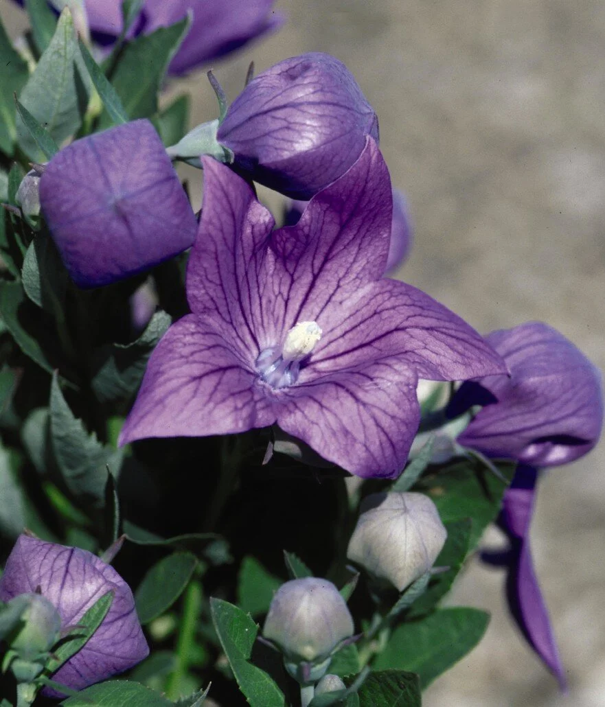 Balloon-Flower-4-881x1030.jpeg