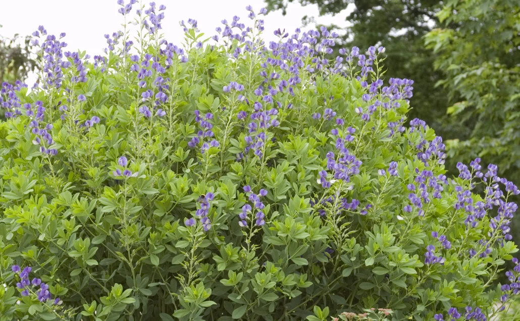 Baptisia-False-Indigo-e1581706257446-1030x635.jpeg
