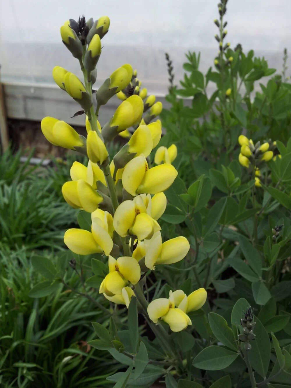 Baptisia-Lemon-1-773x1030.jpeg