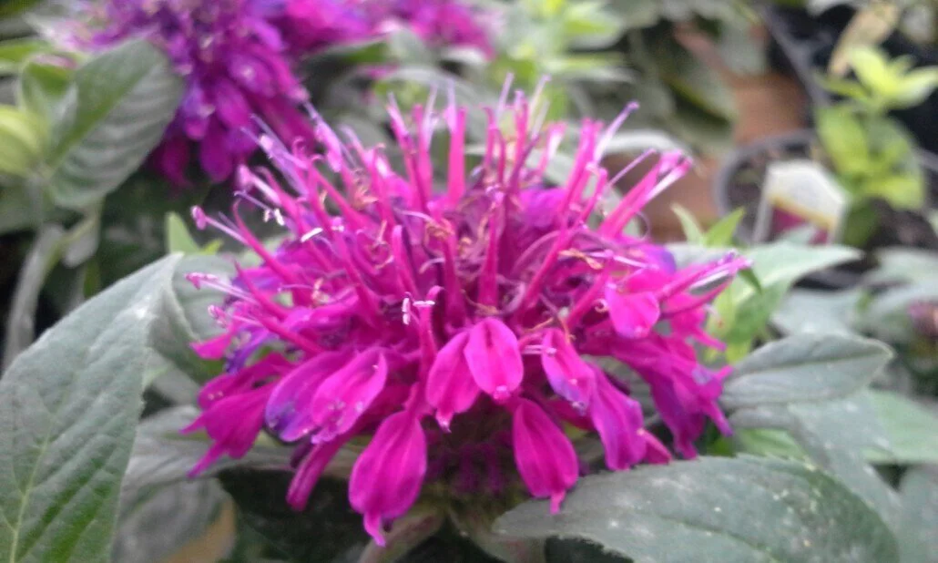 Beebalm-Balmy-Purple-1030x618.jpeg
