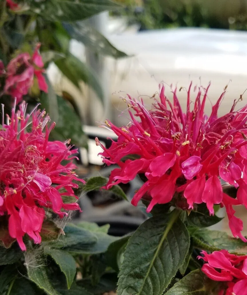 Beebalm-Bee-Happy-2-e1611075402279-1030x863.jpeg