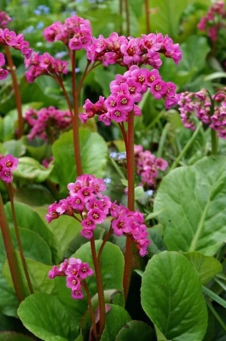 Bergenia-Winter-Glut.jpeg