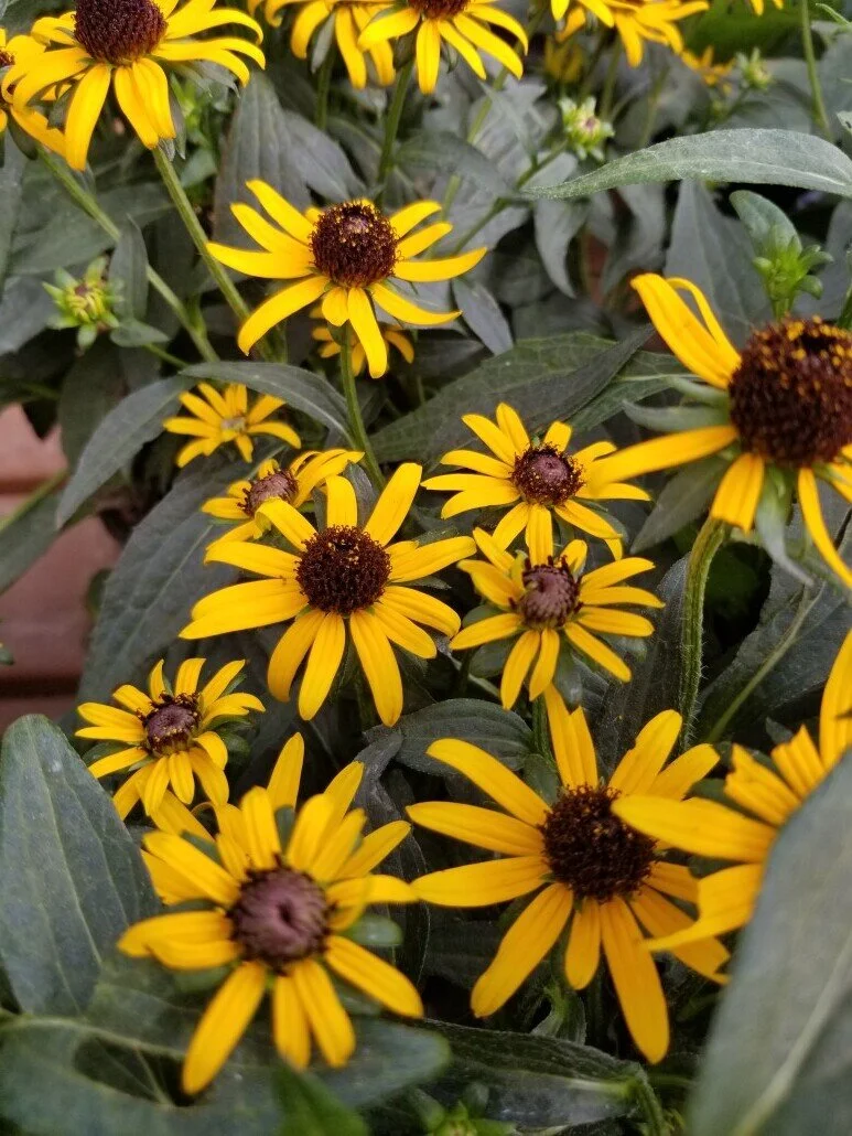 Blackeyed-Susan-American-Gold-Rush-1030x773.jpeg