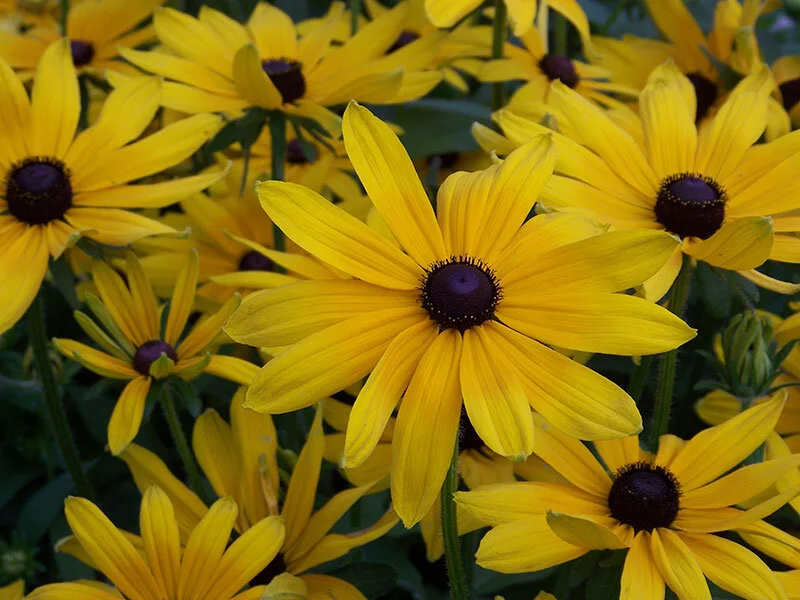 rudbeckia-goldstrum.jpeg