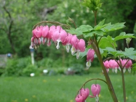Bleeding-Heart-Pink.jpeg