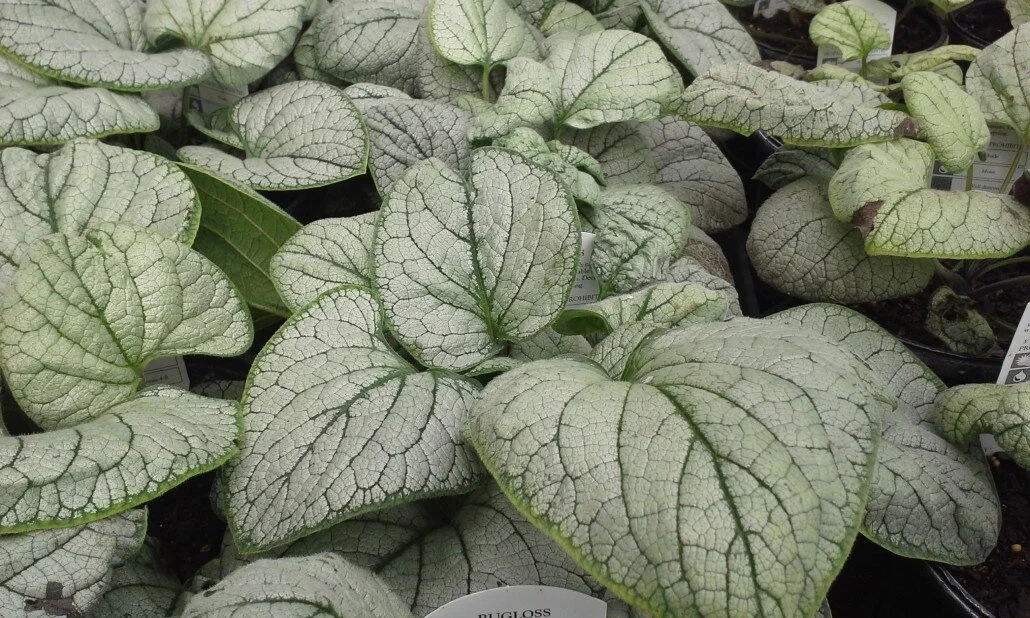 Brunnera-Silver-Heart-1030x618.jpeg