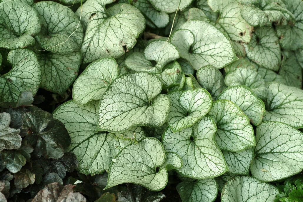 Brunnera_Jack_Frost_Foliage_21197-1030x687.jpeg