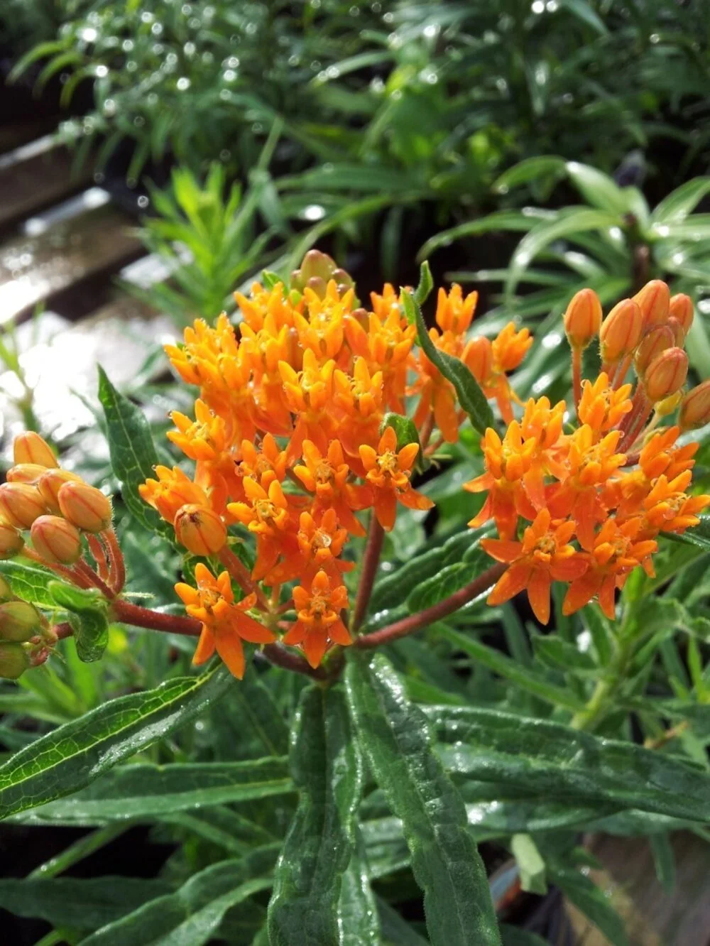 Butterfly-Weed-1-773x1030.jpeg