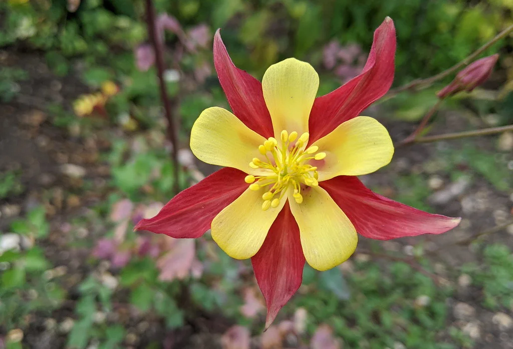 Columbine-Earlybird-Red-Yellow.jpeg
