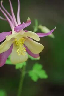 Columbine-Earlybird-Purple-Yellow.jpeg