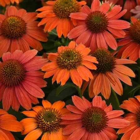 Coneflower-Arisan-Red-Ombre.jpeg