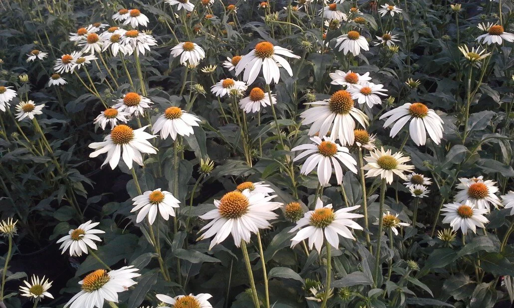 Coneflower-Pow-Wow-White-2-1030x618.jpeg