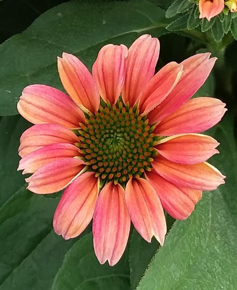Coneflower-Tres-Aigos.jpeg